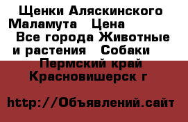 Щенки Аляскинского Маламута › Цена ­ 10 000 - Все города Животные и растения » Собаки   . Пермский край,Красновишерск г.